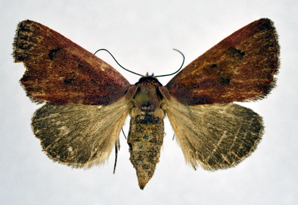 /filer/webapps/moths/media/images/S/sarcistis_Plecoptera_A_NHMO.jpg
