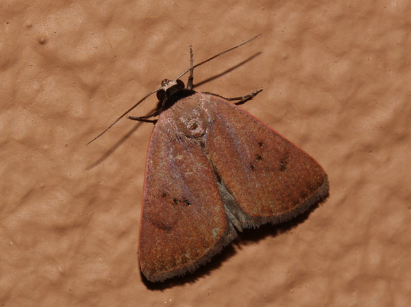 /filer/webapps/moths/media/images/S/sarcistis_Plecoptera_A_Roland_01.jpg