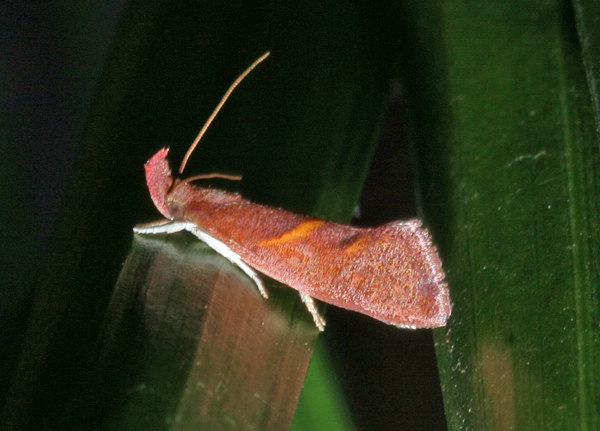 /filer/webapps/moths/media/images/S/sarcopa_Orgyocera_A_Roland_01.jpg