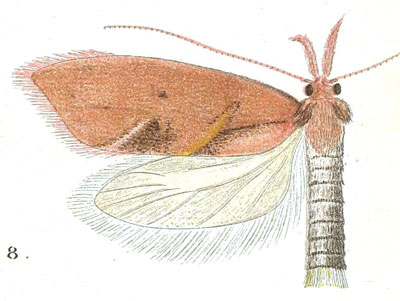 /filer/webapps/moths/media/images/S/sarcopa_Prosarotra_HT_Meyrick_7-8.jpg