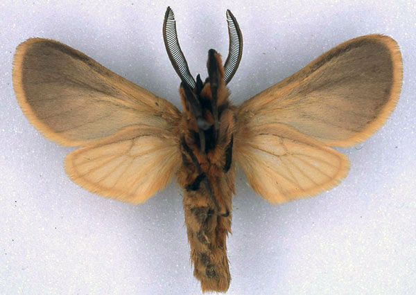 /filer/webapps/moths/media/images/S/sarcosoma_Metarctia_HT_BMNH_02.jpg