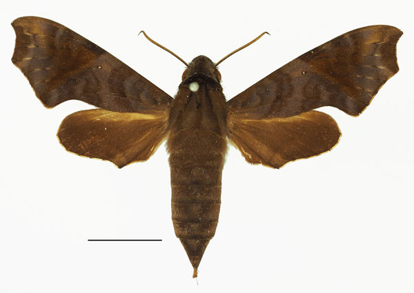 /filer/webapps/moths/media/images/S/sardanus_Temnora_AF_Basquina.jpg