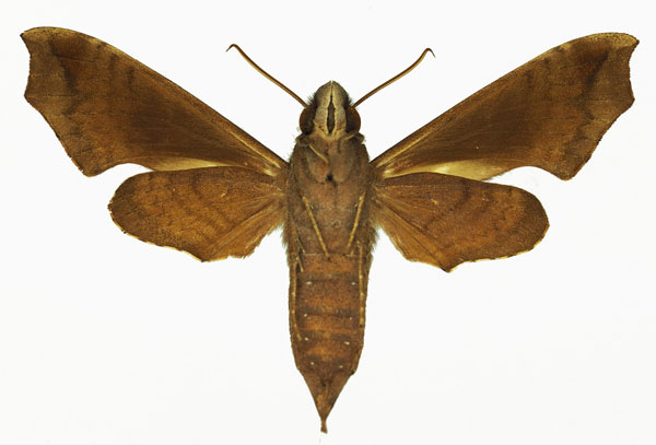 /filer/webapps/moths/media/images/S/sardanus_Temnora_AF_Basquinb.jpg