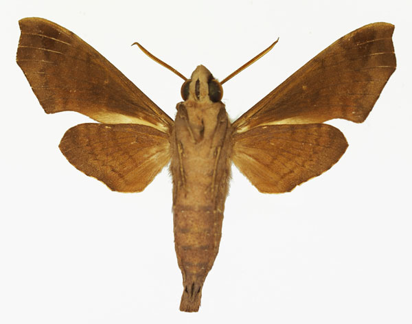 /filer/webapps/moths/media/images/S/sardanus_Temnora_AM_Basquin_01b.jpg