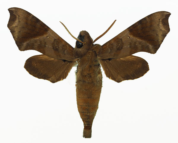 /filer/webapps/moths/media/images/S/sardanus_Temnora_AM_Basquin_02.jpg
