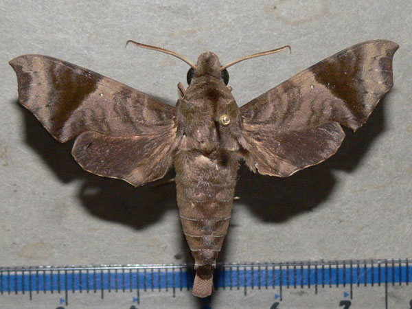 /filer/webapps/moths/media/images/S/sardanus_Temnora_A_Goff_01.jpg