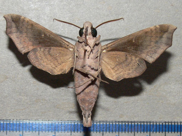 /filer/webapps/moths/media/images/S/sardanus_Temnora_A_Goff_02.jpg