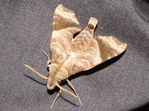 /filer/webapps/moths/media/images/S/sardanus_Temnora_A_Goff_03.jpg