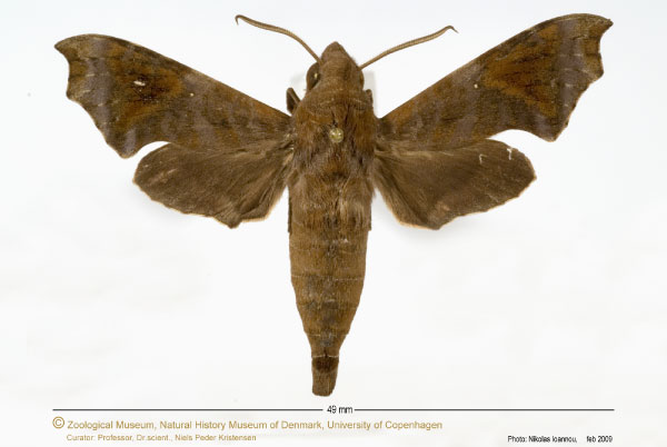 /filer/webapps/moths/media/images/S/sardanus_Temnora_A_ZMUC.jpg