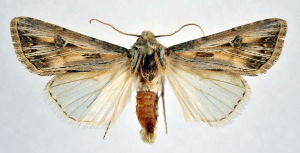 /filer/webapps/moths/media/images/S/sardzeana_Agrotis_AM_NHMO.jpg