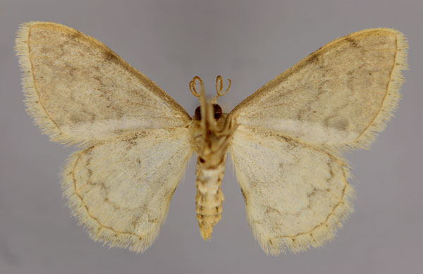 /filer/webapps/moths/media/images/S/sarfaitensis_Scopula_A_ZSM_02.jpg