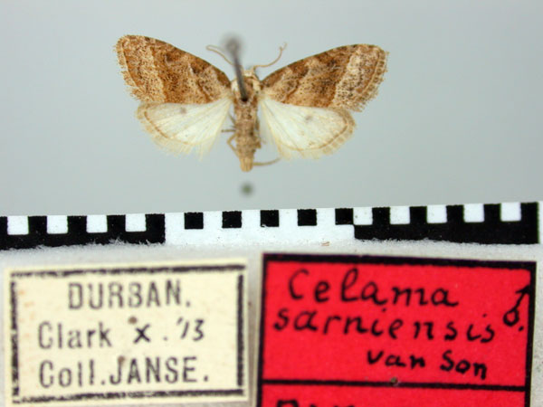 /filer/webapps/moths/media/images/S/sarniensis_Celama_PTM_TMSA.jpg