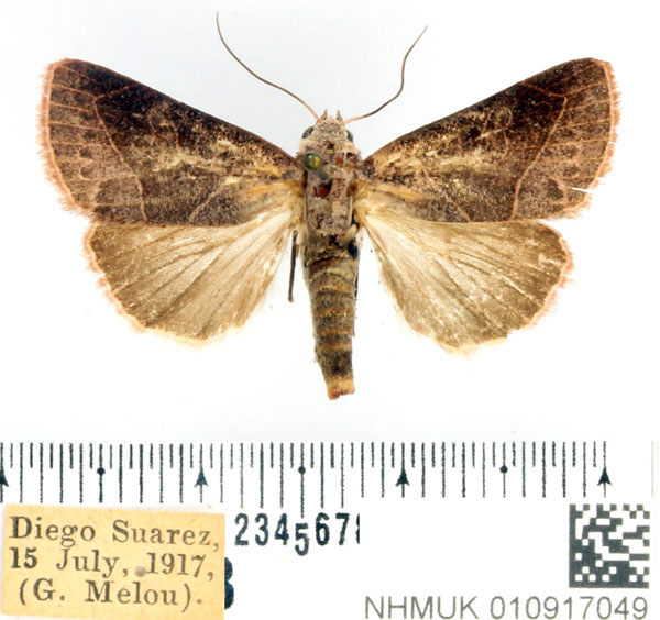 /filer/webapps/moths/media/images/S/sarodrano_Diadocis_AF_BMNH.jpg