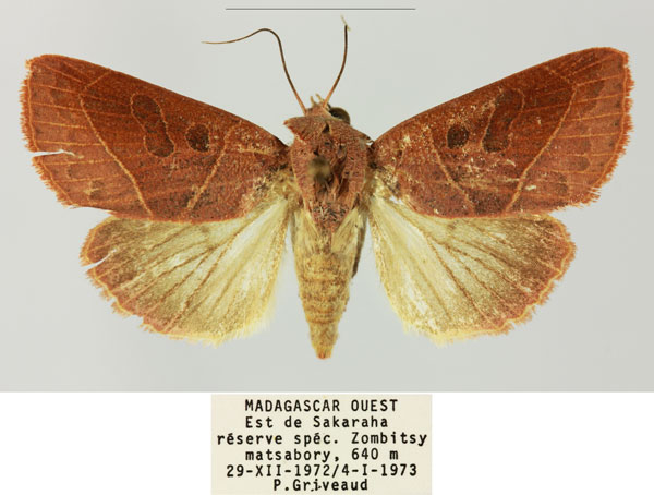 /filer/webapps/moths/media/images/S/sarodrano_Diadocis_AF_MNHN.jpg