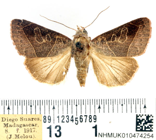 /filer/webapps/moths/media/images/S/sarodrano_Diadocis_AM_BMNH.jpg