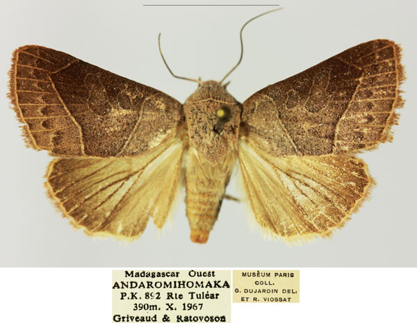 /filer/webapps/moths/media/images/S/sarodrano_Diadocis_AM_MNHN.jpg