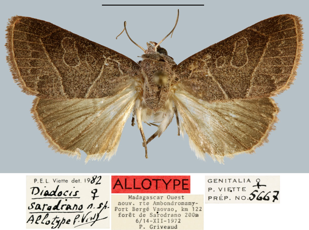 /filer/webapps/moths/media/images/S/sarodrano_Diadocis_AT_MNHN.jpg