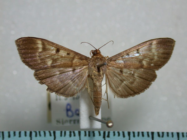 /filer/webapps/moths/media/images/S/sarronalis_Syllepte_A_Revell.jpg