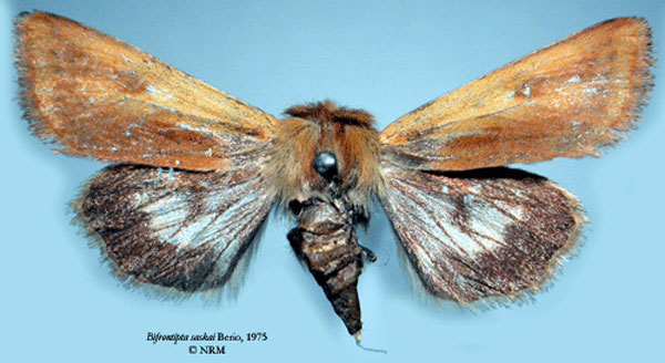 /filer/webapps/moths/media/images/S/saskai_Bifrontipta_HT_SNHM.jpg