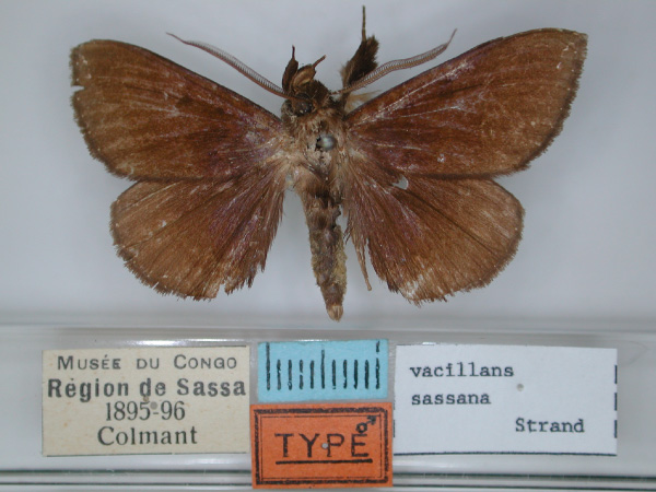 /filer/webapps/moths/media/images/S/sassana_Falcimala_HT_RMCA_01.jpg