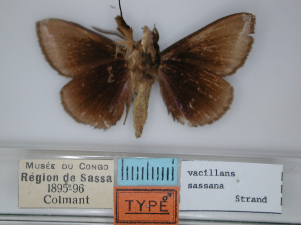 /filer/webapps/moths/media/images/S/sassana_Falcimala_HT_RMCA_02.jpg