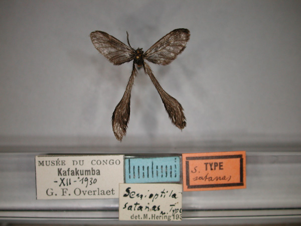 /filer/webapps/moths/media/images/S/satanas_Semioptila_HT_RMCA_01.jpg
