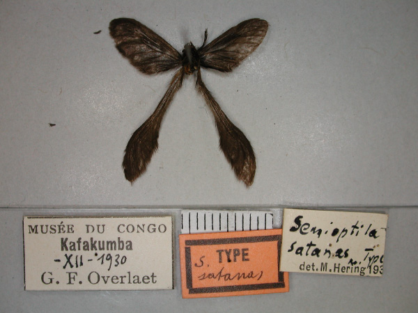 /filer/webapps/moths/media/images/S/satanas_Semioptila_HT_RMCA_02.jpg