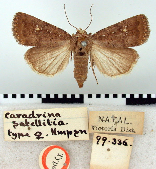 /filer/webapps/moths/media/images/S/satellitia_Caradrina_HT_BMNH.jpg