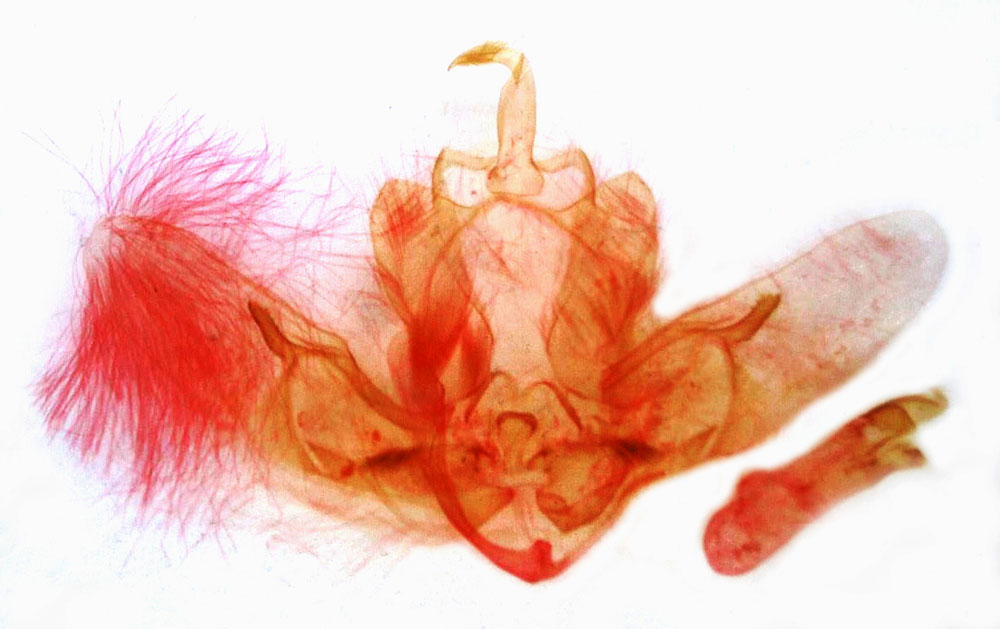 /filer/webapps/moths/media/images/S/satellitis_Feliniopsis_GMHT_MSNM_4948.jpg
