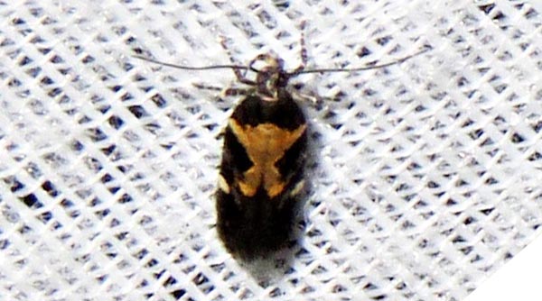 /filer/webapps/moths/media/images/S/sattleri_Stegasta_A_Braun_04.jpg