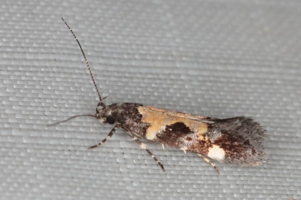 /filer/webapps/moths/media/images/S/sattleri_Stegasta_A_Heyns_01.JPG