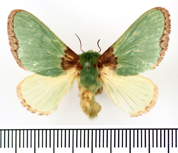 /filer/webapps/moths/media/images/S/satura_Parasa_AF_BMNH.jpg