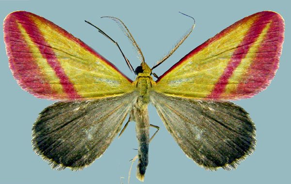 /filer/webapps/moths/media/images/S/satura_Rhodometra_AM_ZSM.jpg