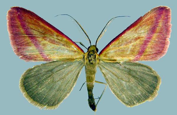 /filer/webapps/moths/media/images/S/satura_Rhodometra_AM_ZSMa.jpg