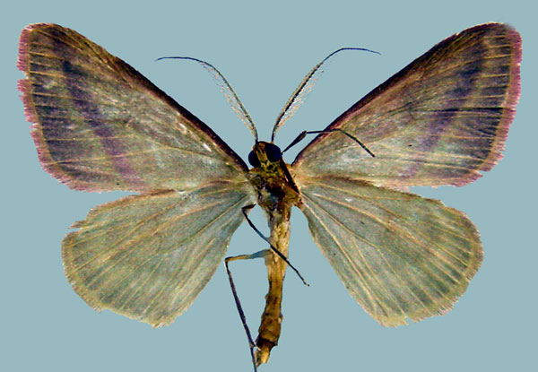 /filer/webapps/moths/media/images/S/satura_Rhodometra_AM_ZSMb.jpg