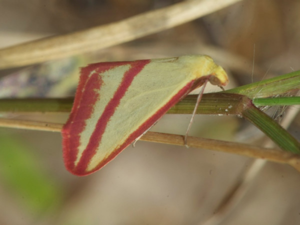 /filer/webapps/moths/media/images/S/satura_Rhodometra_A_DeBeer.jpg