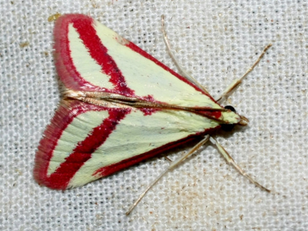 /filer/webapps/moths/media/images/S/satura_Rhodometra_A_Leibenberg.jpg