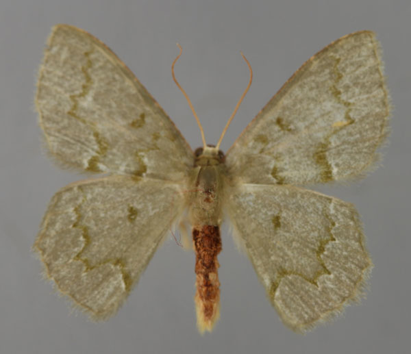 /filer/webapps/moths/media/images/S/saturata_Pseudhemithea_A_ZSM_01.jpg