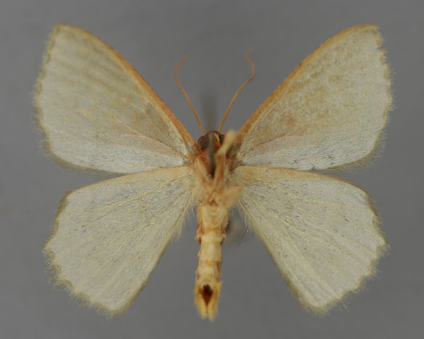 /filer/webapps/moths/media/images/S/saturata_Pseudhemithea_A_ZSM_02.jpg