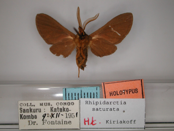 /filer/webapps/moths/media/images/S/saturata_Rhipidarctia_HT_RMCA_02.jpg
