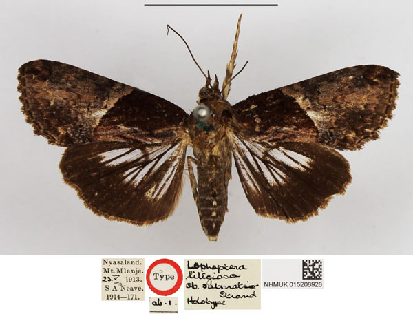 /filer/webapps/moths/media/images/S/saturatior_Lophoptera_HT_NHMUK.jpg