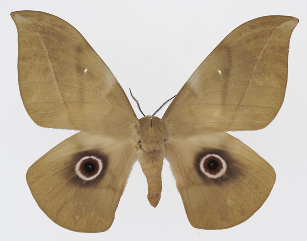 /filer/webapps/moths/media/images/S/saturnus_Lobobunaea_AF_Basquina.jpg