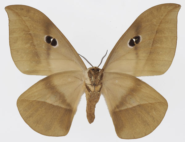 /filer/webapps/moths/media/images/S/saturnus_Lobobunaea_AF_Basquinb.jpg