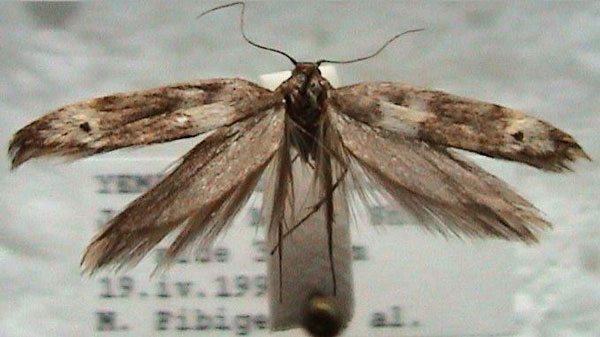 /filer/webapps/moths/media/images/S/saudita_Enolmis_A_ZMUC.jpg