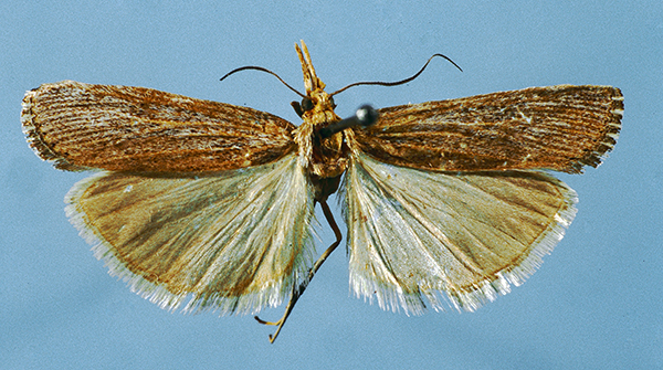 /filer/webapps/moths/media/images/S/savonarolae_Bassi_HT.jpg