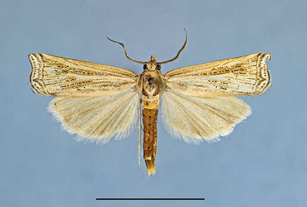 /filer/webapps/moths/media/images/S/savutiensis_HT_1a.jpg