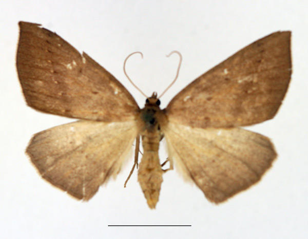 /filer/webapps/moths/media/images/S/saxaria_Idiodes_AF_TMSA.jpg