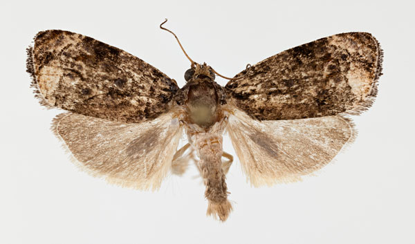 /filer/webapps/moths/media/images/S/scabellana_Afroploce_AM_ZMHB.jpg