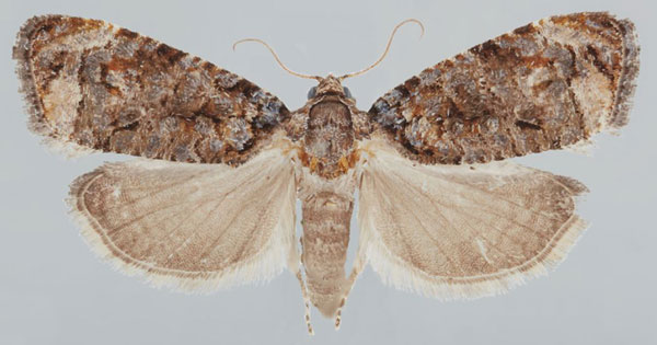 /filer/webapps/moths/media/images/S/scabellana_Gibbalaria_AF_USNM.jpg
