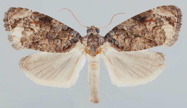 /filer/webapps/moths/media/images/S/scabellana_Gibbalaria_AM_USNM.jpg